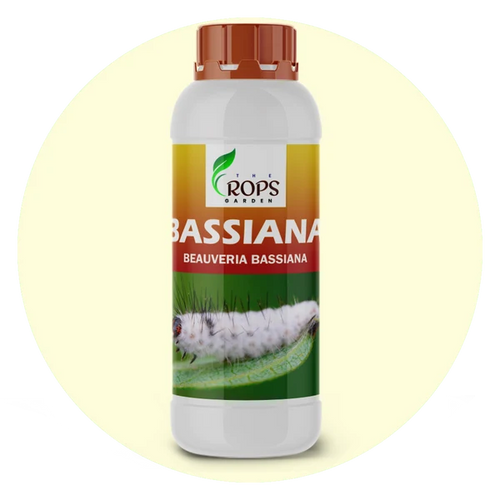 BASSIANA – Organic Insecticide & Biological Pesticide | Beauveria bassiana for All Crops | Controls Small Larvae & Harmful Insects Naturally