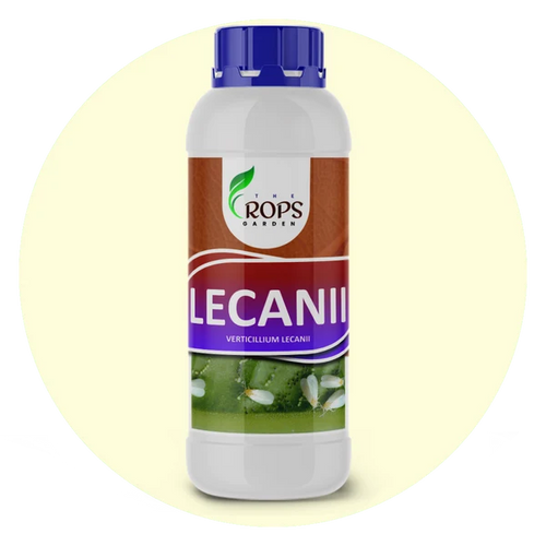 LECANII – Organic Insecticide & Biological Pest Control | Verticillium lecanii for All Crops | Kills Whiteflies, Aphids & More