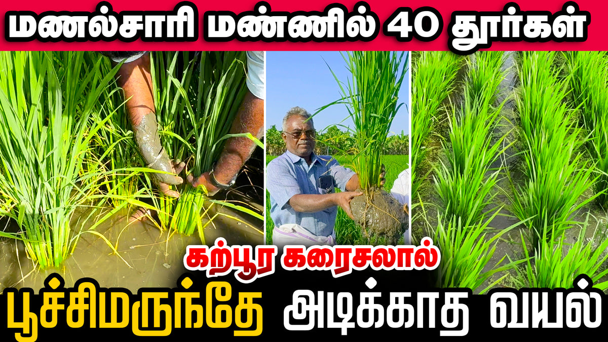 Remarkable Tillering in Just One Week—Truly Rewarding!
