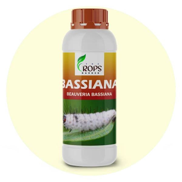 BASSIANA – Organic Insecticide & Biological Pesticide | Beauveria bassiana for All Crops | Controls Small Larvae & Harmful Insects Naturally