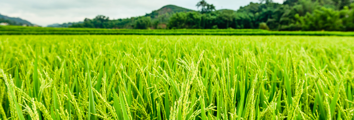 Agriculture and farming