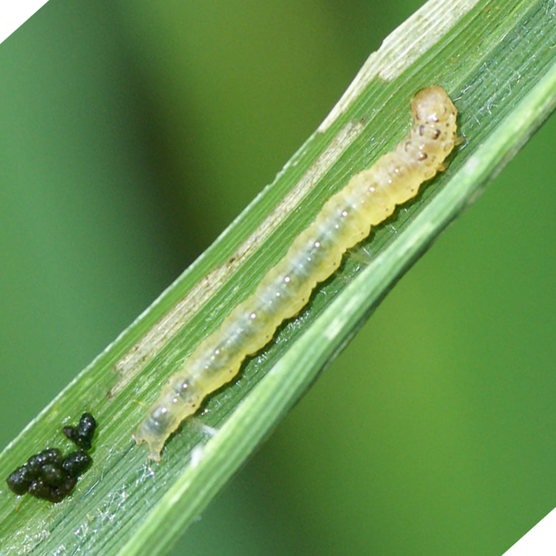 Leaf Folder