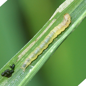 Leaf Folder