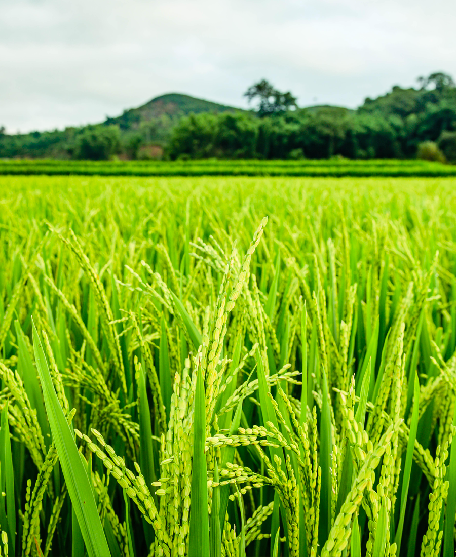 Agriculture and farming
