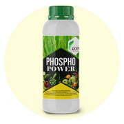 PHOSPHO POWER – Organic Phosphorus Solubilizing Biofertilizer | Phospho Bacteria for All Crops | Boosts Root Growth & Yield
