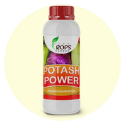 POTASH POWER – Organic Potassium Boosting Biofertilizer | Potash Bacteria for All Crops | Enhances Growth & Yield Naturally