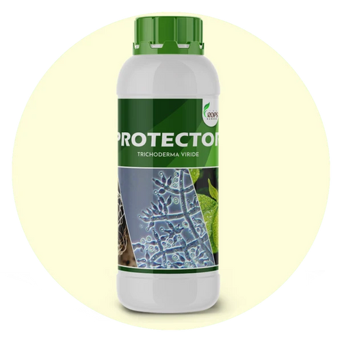 PROTECTOR – Organic Biological Fungicide | Trichoderma viride for All Crops | Shields Plants from Fungal Diseases & Enhances Immunity
