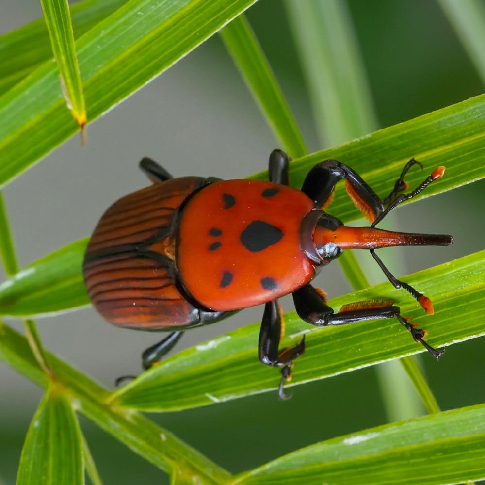 Red Palm Weevil