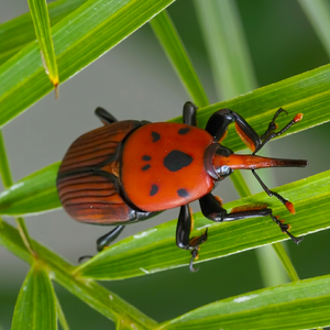 Red Palm Weevil