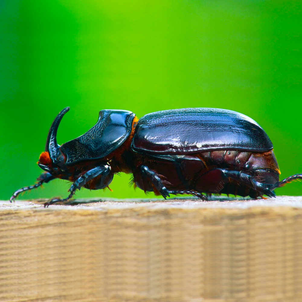 Rhinoceros beetles