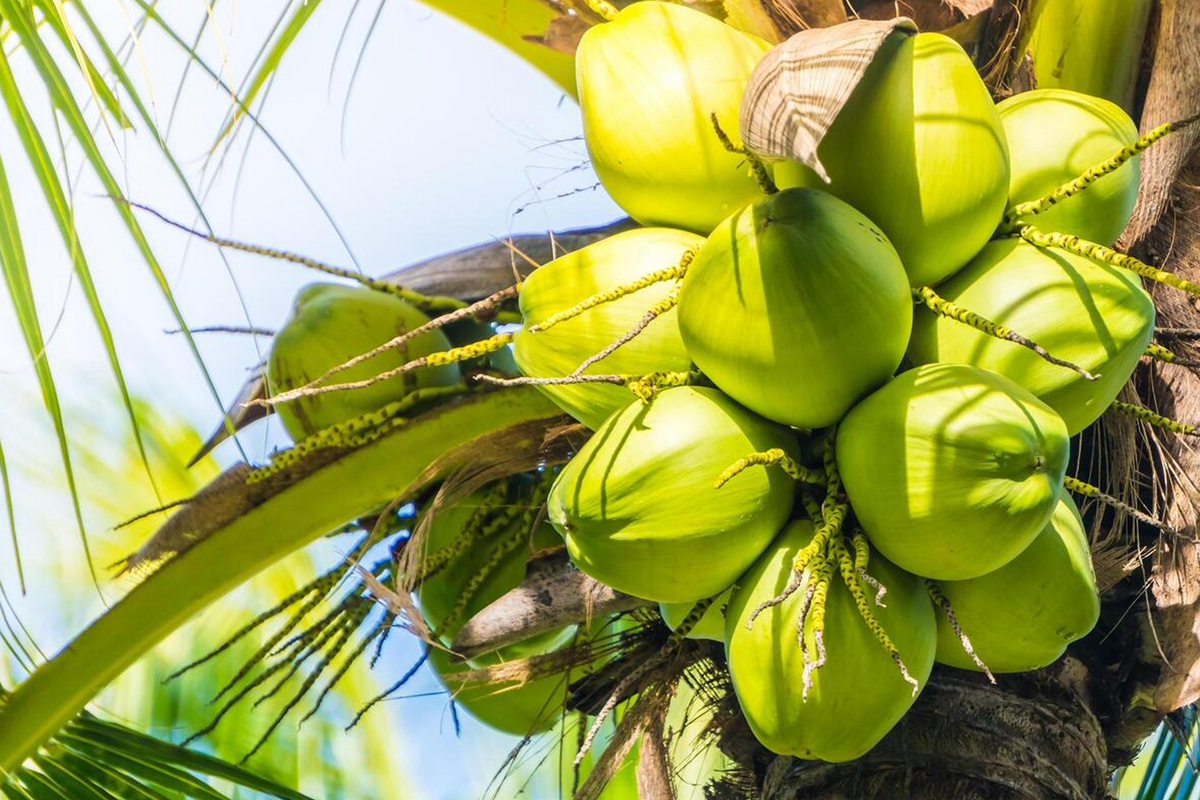 Coconut