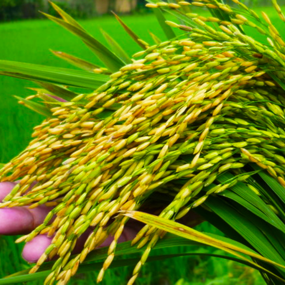Paddy Grain Boosters