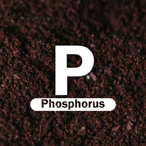 Phosphorus