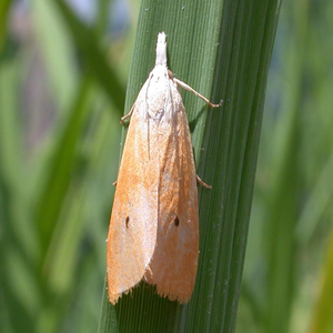 Stem Borer