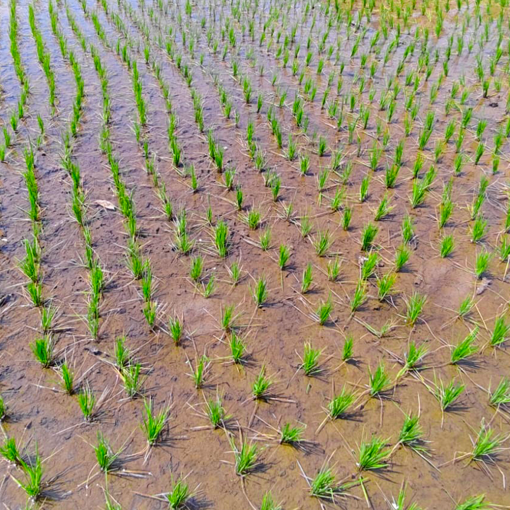 Pre & Early Post Emergence