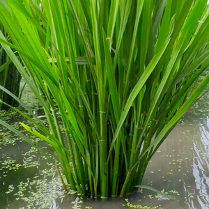 Tillering Boosters